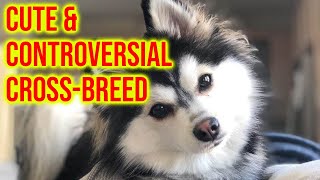 Pomsky Dog Breed 101 The Cute amp Controversial Cross Breed [upl. by Zabrine]