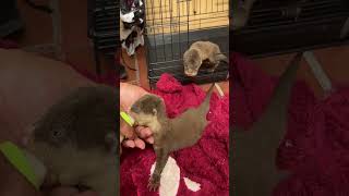 Rescue Baby Otter [upl. by Alyl]