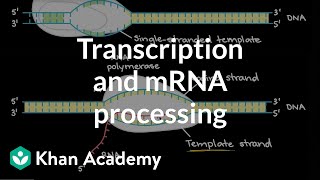 Transcription and mRNA processing  Biomolecules  MCAT  Khan Academy [upl. by Alletnahs]