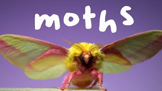 7 Spectacular Moths in Slow Motion [upl. by Ahsiat]