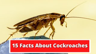 15 Facts About Cockroaches [upl. by Pretrice39]