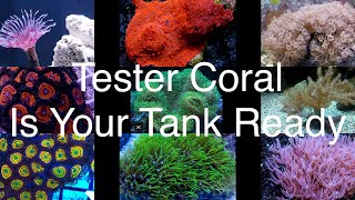 Tester Corals  What Makes A Good Tester Coral Saltwater Reef Aquarium [upl. by Kaia]