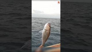 Catching Red Bigeye amp Rosy Snapper in the Deep Sea fishing fishingvideo oceanfishing [upl. by Ezzo825]