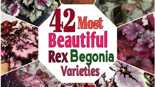 42 Most Beautiful Rex Begonia Varieties  Begonia Houseplants [upl. by Netsyrk]