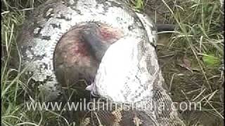 Python eating Langoor [upl. by Lawan]