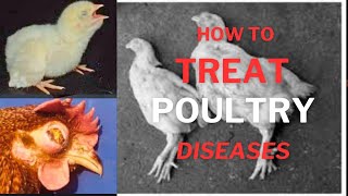 most common disease of poultry treatment and preventative measures [upl. by Elfrida]