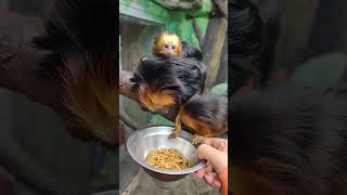 Goldenfaced monkey eating snacks [upl. by Roe]