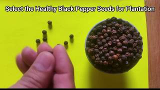 How to Plant Black Pepper Piper Nigrum from Seeds at Home [upl. by Agni]