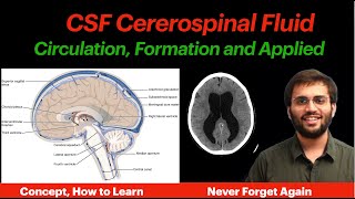 CSF Circulation  Physiology  Formation Properties Hydrocephalus CNS Physiology  Neuroanatomy [upl. by Anirav]