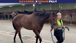 Mailbag Bloodstock  Savabeel x Rehab Filly [upl. by Samuele]