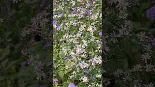 HeartLeaved Aster 💙by pollinators garden [upl. by Bowlds]