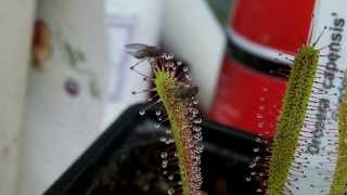 Timelapse of Sundew eating 2 fruit flies [upl. by Auerbach349]