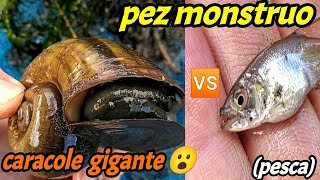 atrapamos al pez monstruo y caracol gigante [upl. by Zeiger780]