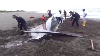 Murió la ballena que encalló en playa de Tumaco [upl. by Ordnagela]