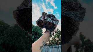 Frilled Neck Lizard 😱 sciencefacts lizard shorts [upl. by Bondie435]