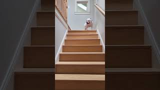 Dog hops up the stairs on all fours like a RABBIT  SWNS [upl. by Ynnot]