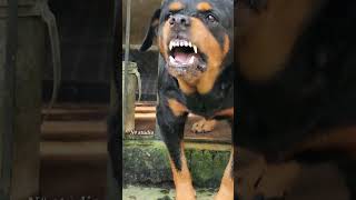 Angry Rottweiler growling video angrypuppy dogsound angrypets pets angrydog barkingsound [upl. by Gallager163]