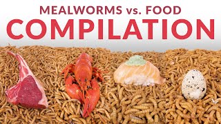 HUGE Mealworms vs Food Compilation [upl. by Jerome14]