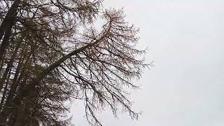 phototrophic larch and correction to lean [upl. by Gitel]