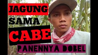 BUDIDAYA CABAI MERAH KRITINGtumpang sari antara jagung dengan cabai [upl. by Diskson]