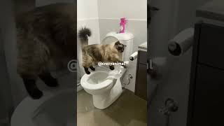 Tum important ho bad me dost 😂youtubeshort short viral comedy animal [upl. by Miarhpe]