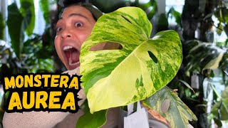 I propagated my Monstera Aurea…here are the results 💚 houseplants I love [upl. by Hayton474]