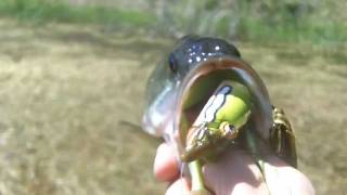 Largemouth on the River2Sea Dahlberg Diver Frog [upl. by Kronfeld687]