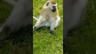 The green monkeyvarvet monkey youtubeshorts youtuberyoutubereals [upl. by Quint]