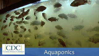 Aquaponics Tour [upl. by Sinnel218]