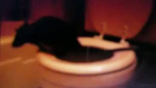 Rat using toilet [upl. by Waxman237]