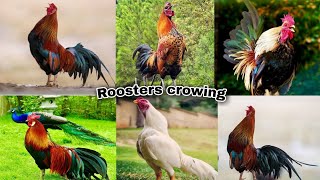 100 roosters crowingpartridge chanteclerwhitefaced black spanishsilver campinebarbu danvers [upl. by Bekelja]