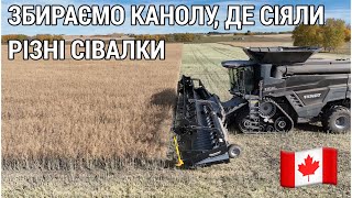 291 Збираємо канолу де сіяли сівалки точного та суцільного висіву [upl. by Dreddy]