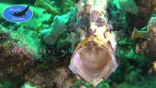 0312warty frogfish open mouth slow motion 4K underwater video stock footage [upl. by Ulla711]