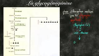 La glycogénogénèse [upl. by Leanard]