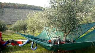 Harvesting Olives Using a Machine [upl. by Yzeerb330]