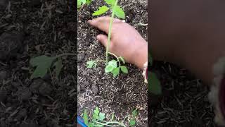 How to grow tomato 🍅100 germinate gardening tomato youtubeshorts ￼￼ [upl. by Notfa509]