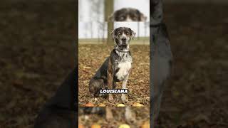 Meet the Catahoula Leopard Dog America’s Versatile Canine [upl. by Chiles]