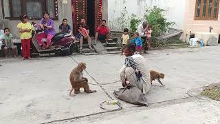 Madari ka khel in my gali🐒🐒video viralvideo sarthakvlogs funny sarthakcrazyvlog [upl. by Sakram]