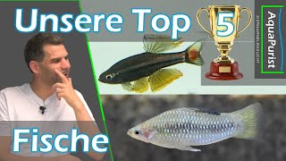 Top 5 Fische die sich mit Garnelen vergesellschaften lassen  Was fällt uns so ein [upl. by Edyth]