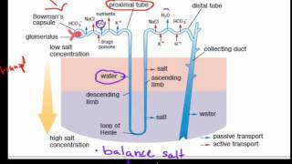 MB39filtration and reabsorption in the kidney HSC biology [upl. by Ahterod468]