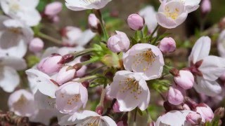 Timelapse of cherry blossom emerging [upl. by Stark]