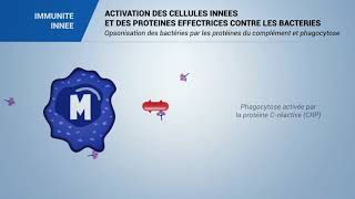 ACTIVATION DES CELLULES INNEES ET DES PROTEINES EFFECTRICES contre les BACTERIES [upl. by Lenes]