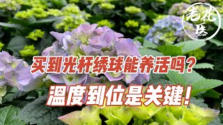 【养花必懂小知识】买到光杆绣球能养活吗？温度到位是关键！Tips for growing Hydrangea after vernalization [upl. by Netsirhc696]