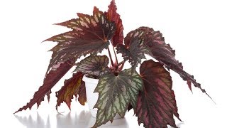 Reproducir Begonia Rex por esquejes de hojas  Bricomanía  Jardinatis [upl. by Aldric841]