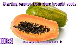 ⟹ Papaya  Carica papaya  STARTING FROM A SEED PART 2 [upl. by Carmina]