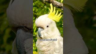 Facts about COCKATOOS  Did You Know [upl. by Gustaf855]