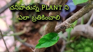 చనిపోతున్న PLANT ఎలా Save చేయాలిTELUGU GARDENER with ARTSFUNGICIDEFERTILIZERROOT ROTPEST ATTACK [upl. by Danyluk]