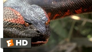 Anaconda 88 Movie CLIP  Swallowed Whole 1997 HD [upl. by Nalliuq]