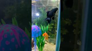 angel pair💖❤️fish fishtankshorts Goldfish gift me miligoldfish fishbaby petsvlog [upl. by Januarius]