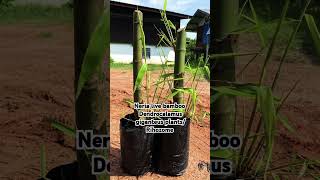 Neria live bamboo Dendrocalamus giganteus 7002 791 693 [upl. by Leakcim23]